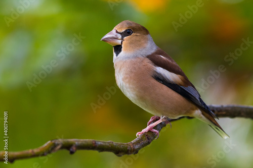 Appelvink; Hawfinch; Coccothraustes coccothraustes