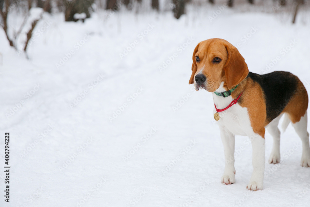 Beagle dog puppy walking and having fun in a snowy winter forest Beagle dog puppy walking and having fun in a snowy winter forest