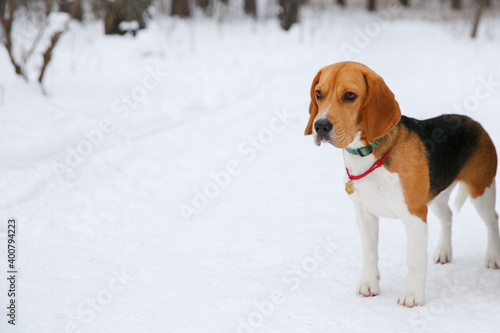 Beagle dog puppy walking and having fun in a snowy winter forest