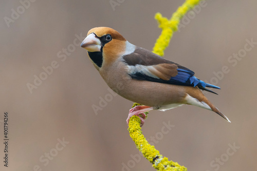 Fotografie Appelvink; Hawfinch; Coccothraustes coccothraustes