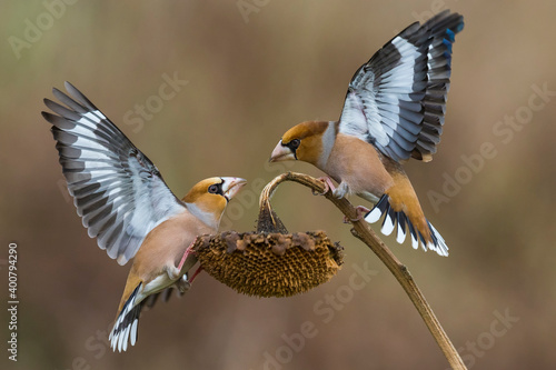 Appelvink; Hawfinch; Coccothraustes coccothraustes photo