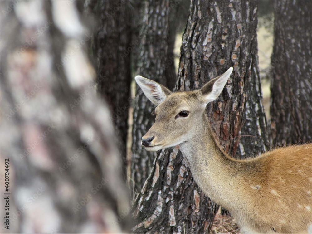 cervinds living in peace in wildlife cervinds living in peace in wildlife