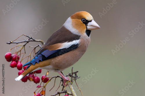 Appelvink; Hawfinch; Coccothraustes coccothraustes Fototapet