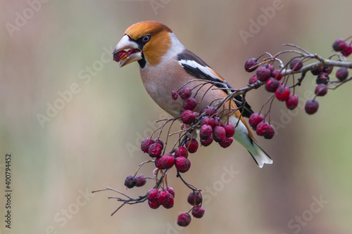 Fotografia Appelvink; Hawfinch; Coccothraustes coccothraustes