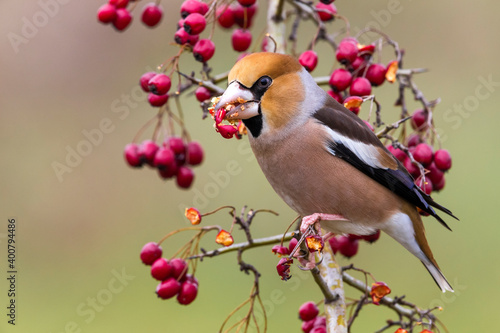 Fototapeta Appelvink; Hawfinch; Coccothraustes coccothraustes