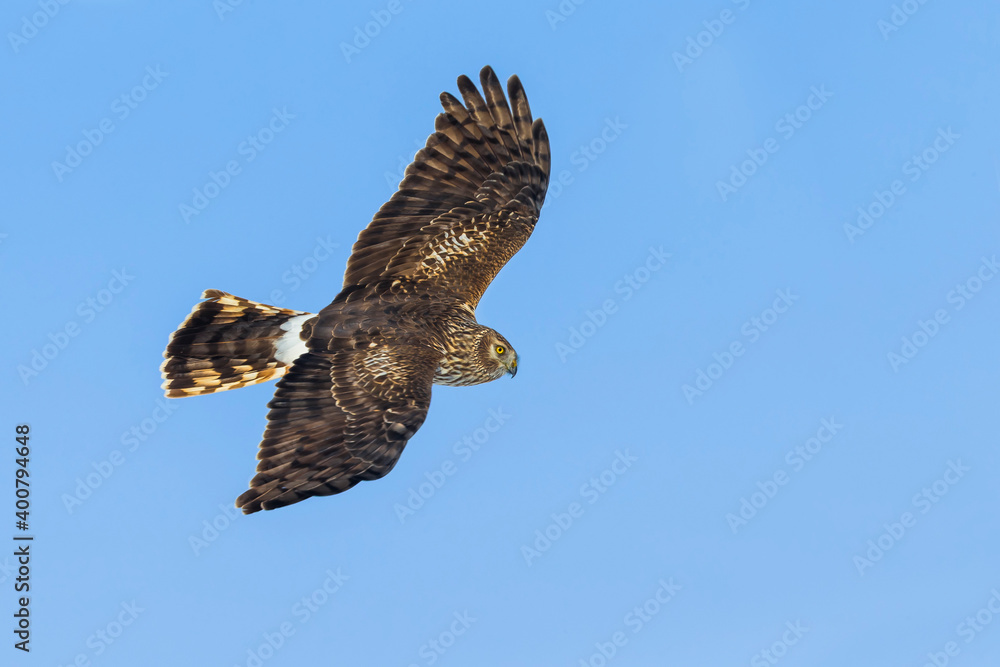 Fototapeta premium Blauwe Kiekendief; Hen Harrier; Circus cyaneus