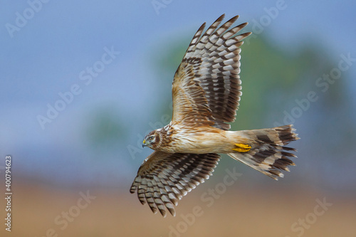 Blauwe Kiekendief; Hen Harrier; Circus cyaneus