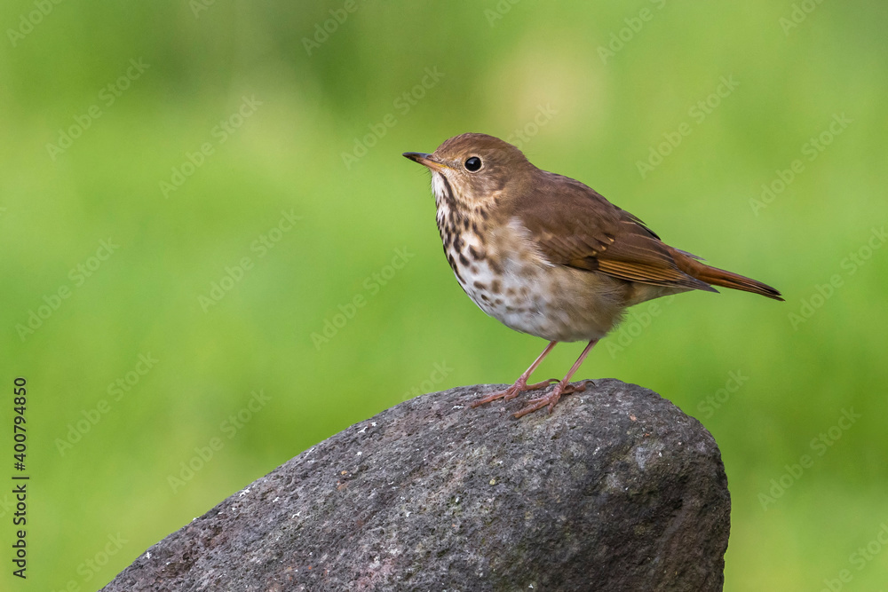 Fototapeta premium Heremietlijster, Hermit Thrush, Catharus guttatus