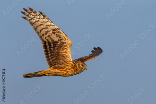 Blauwe Kiekendief; Hen Harrier; Circus cyaneus photo