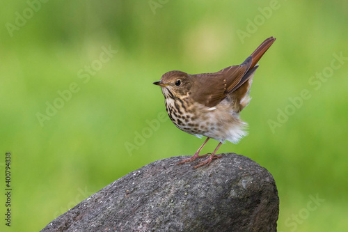 Heremietlijster, Hermit Thrush, Catharus guttatus photo