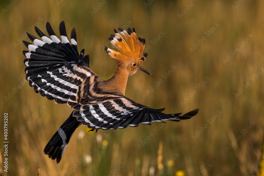 Hop; Eurasian Hoopoe; Upupa epops
