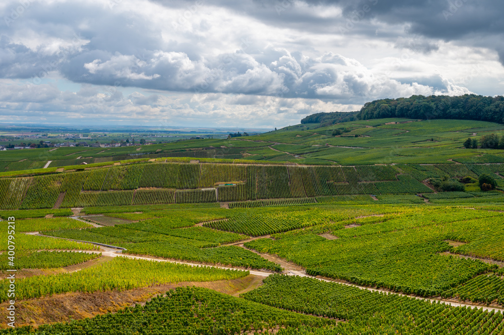 Fototapeta premium Landscape with green grand cru vineyards near Epernay, region Champagne, France in rainy day. Cultivation of white chardonnay wine grape on chalky soils of Cote des Blancs.