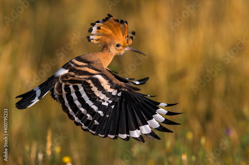 Hop; Eurasian Hoopoe; Upupa epops photo