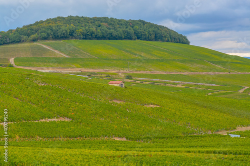 Landscape with green grand cru vineyards near Epernay, region Champagne, France in rainy day. Cultivation of white chardonnay wine grape on chalky soils of Cote des Blancs.