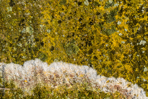 Fotografie Flechten auf Sandstein