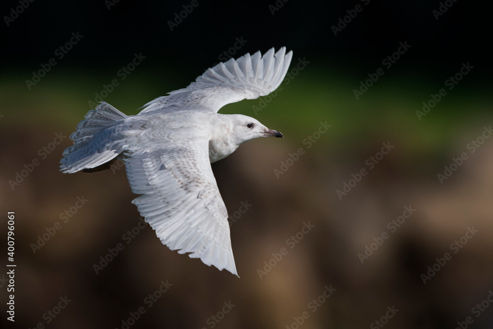 Obraz premium Kleine Burgemeester, Iceland Gull, Larus glaucoides