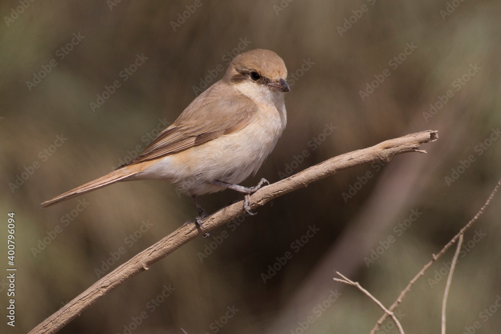 Fototapeta premium Daurische Klauwier; Daurian Shrike; Lanius isabellinus