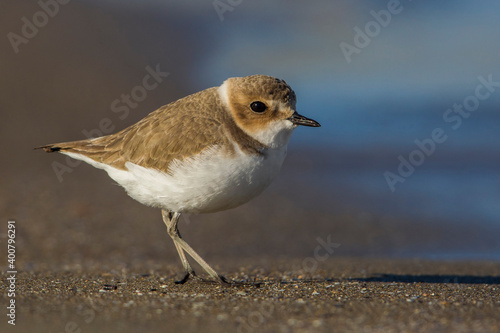 Fotografie Strandplevier; Kentish Plover; Charadrius alexandrinus