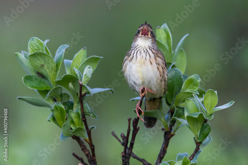 Kleine Sprinkhaanzanger; Lanceolated Warbler; Locustella lanceolata photo