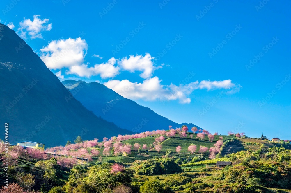 Sa pa oolong tea hill, lao cai, Vietnam in cherry blossom season. High quality photo