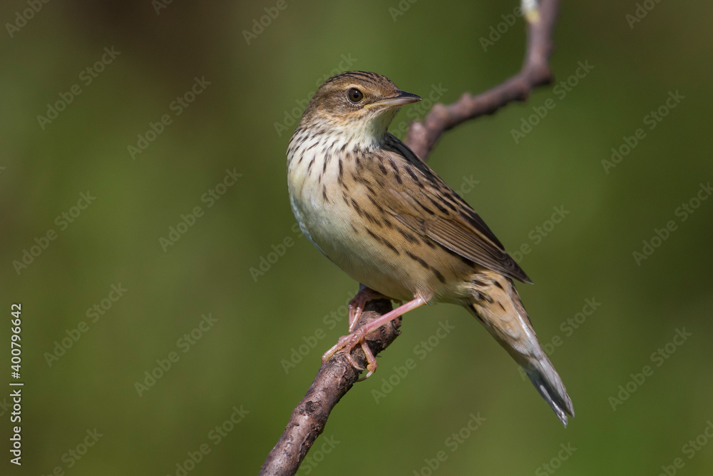 Kleine Sprinkhaanzanger; Lanceolated Warbler; Locustella lanceolata