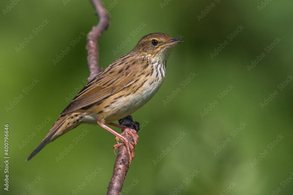 Kleine Sprinkhaanzanger; Lanceolated Warbler; Locustella lanceolata Kleine Sprinkhaanzanger; Lanceolated Warbler; Locustella lanceolata