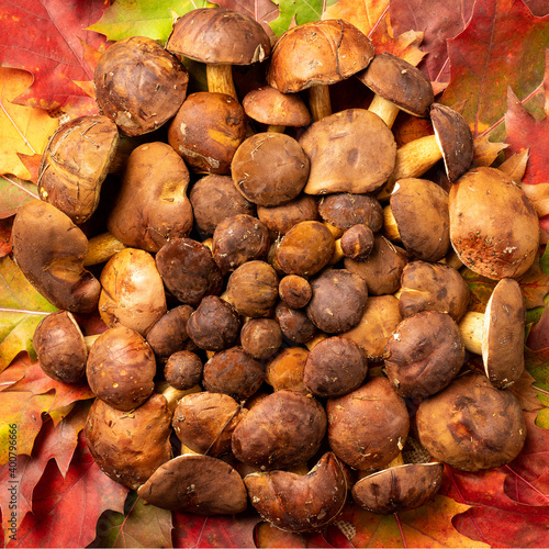 Thanksgiving day background decorated with forest mushrooms and autumn leaves. Autumn still life. Halloween holiday.