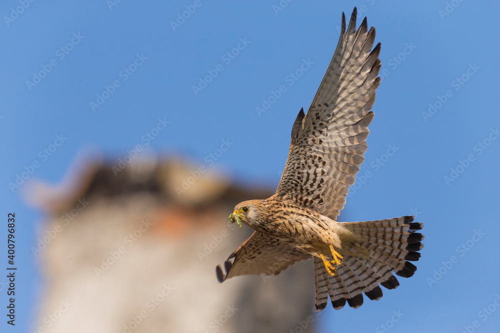 Fototapeta premium Kleine torenvalk, Lesser Kestrel, Falco naumanni