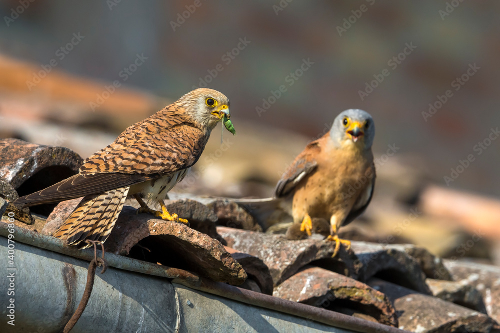 Naklejka premium Kleine torenvalk, Lesser Kestrel, Falco naumanni