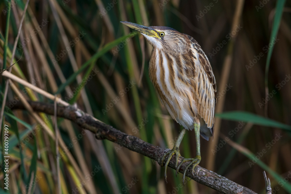 Woudaap; Little Bittern; Ixobrychus minutus