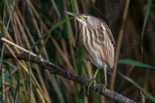 Woudaap; Little Bittern; Ixobrychus minutus photo