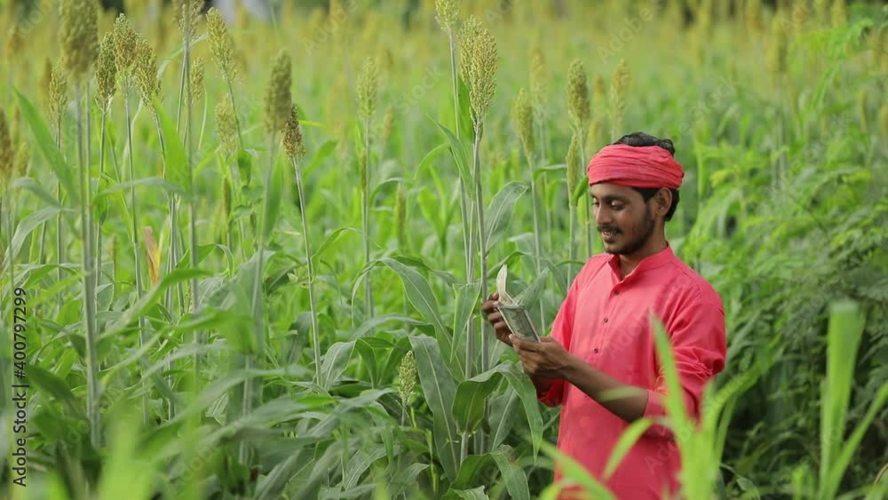 indian farmer counting and showing indian rupees at sorghum field indian farmer counting and showing indian rupees at sorghum field