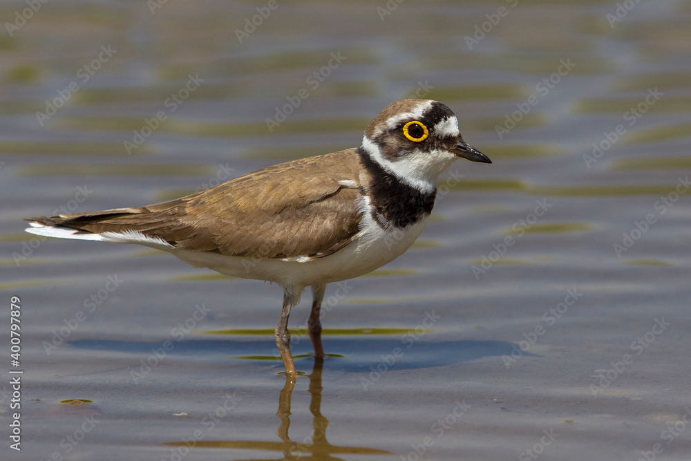 Kleine Plevier; Little Ringed Plover; Charadrius dubius Kleine Plevier; Little Ringed Plover; Charadrius dubius