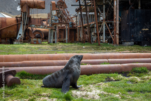 A fur seal sits on the grass at an abandoned whaling base in Grytviken. South Georgia. photo