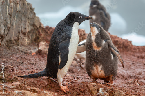 Adelie penguin adult feeding, regurgitating, food for Adelie Penguin chick, mouth to mouth . Antarctica