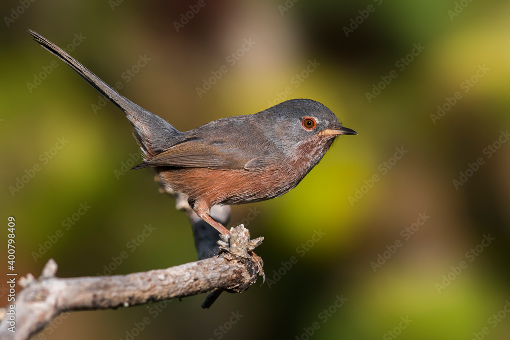 Provencaalse Grasmus; Dartford Warbler; Sylvia undata