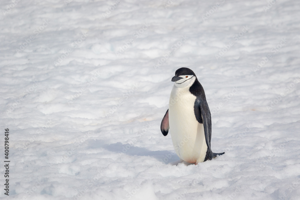 Obraz premium Chinstrap penguin stands in the snow in Antarctica