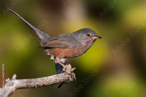 Obraz na płótnie Provencaalse Grasmus; Dartford Warbler; Sylvia undata w salonie