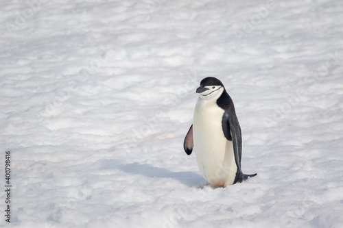 Chinstrap penguin stands in the snow in Antarctica