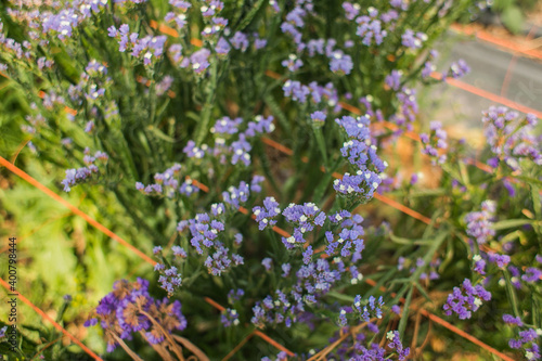 Flores lilas