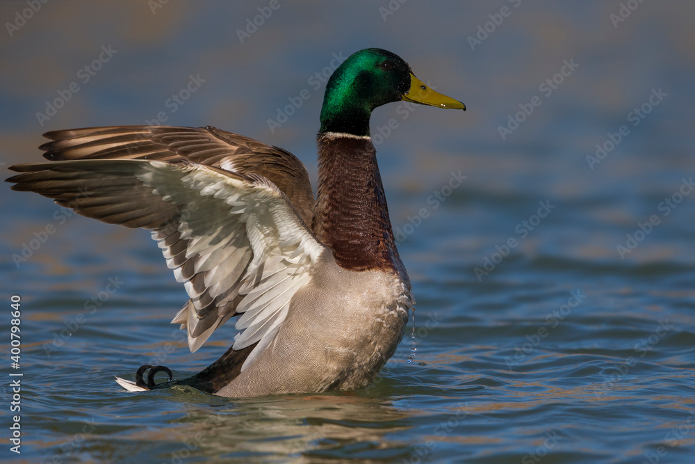 Fototapeta premium Wilde Eend, Mallard, Anas platyrhynchos