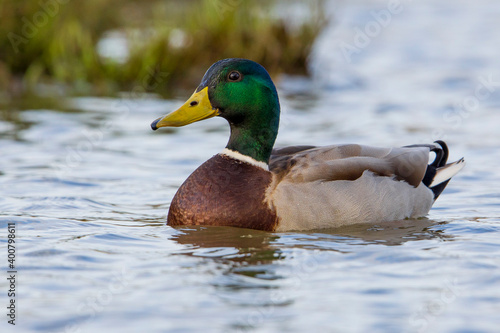 Wilde Eend, Mallard, Anas platyrhynchos