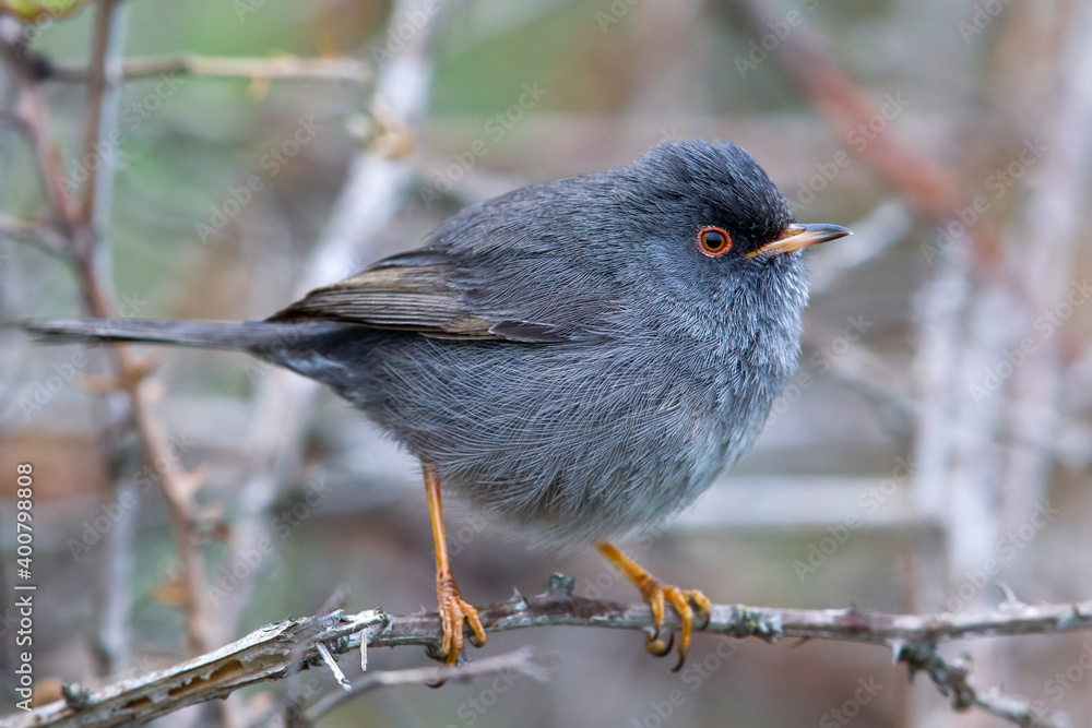 Sardijnse Grasmus; Marmora's Warbler; Sylvia sarda Sardijnse Grasmus; Marmora's Warbler; Sylvia sarda