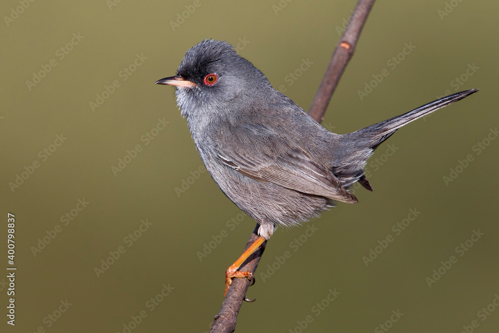 Sardijnse Grasmus; Marmora's Warbler; Sylvia sarda Sardijnse Grasmus; Marmora's Warbler; Sylvia sarda