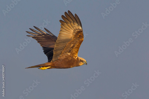 Bruine Kiekendief;  Marsh Harrier; Circus aeruginosus