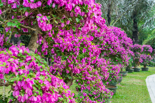 Purple bonsai tree of Bougainvillea spectabilis flower exhibition in Shenzhen, China. also as great bougainvillea, a species of flowering plant. It is native to Brazil, Bolivia, Peru, and Argentina.