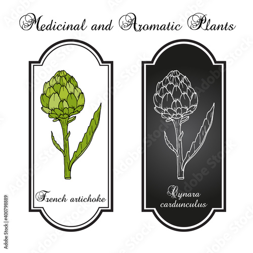 French, globe or green artichoke Cynara cardunculus , edible and medicinal plant
