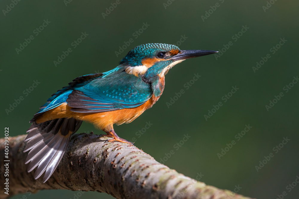 IJsvogel; Common Kingfisher; Alcedo atthis IJsvogel; Common Kingfisher; Alcedo atthis