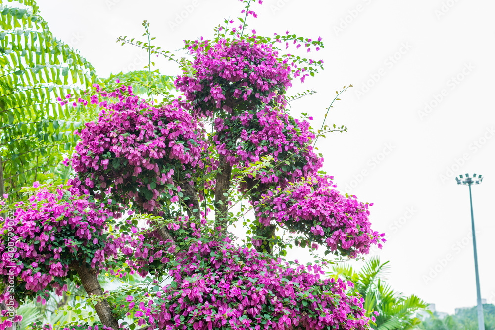 Obraz premium Purple bonsai tree of Bougainvillea spectabilis flower exhibition in Shenzhen, China. also as great bougainvillea, a species of flowering plant. It is native to Brazil, Bolivia, Peru, and Argentina.