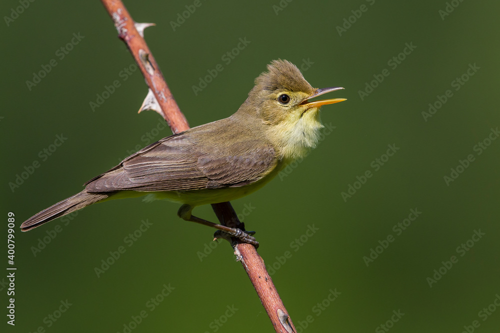 Orpheusspotvogel, Melodious Warbler; Hippolais polyglotta